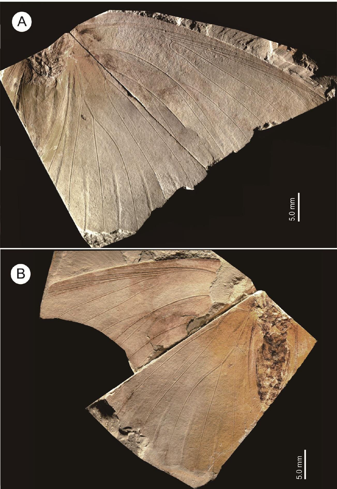 🏛️ 효고 현립 사람과 자연의 박물관(효고켄리츠 히토토시젠노하쿠부츠칸) 이미지 8